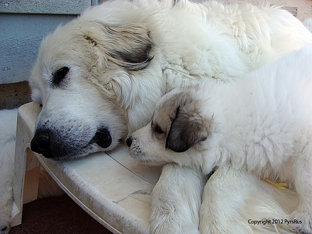 Puppy Goldie and Helen 06 19 2011 5W 1P