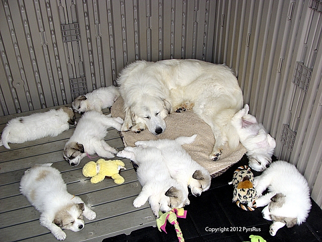 The Pups with Helen, Helen and Wolf Litter 06 22 2011 6W 2P