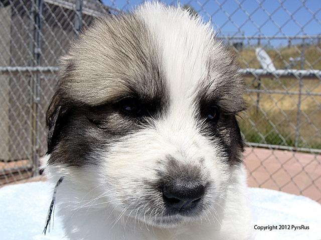 Puppy Blackie 07 04 2011 5W 1P