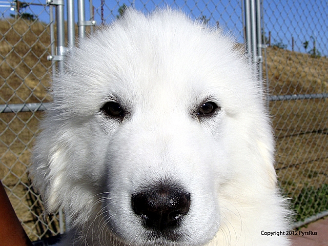 Puppy Grey 08 08 2011 10W 2P