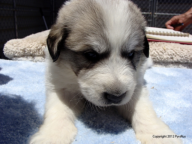 Puppy Silver 06 23 2011 4W 1P