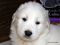 The Helen and Wolf Litter. Album age range: Birth to 16 Weeks.