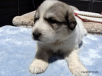 Puppy Lavender 06 23 2011 4W 1P